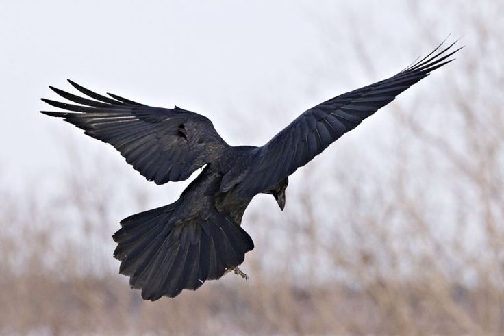 Raven photo by paul lantz great extensive gallery of raven images raven images raven raven bird