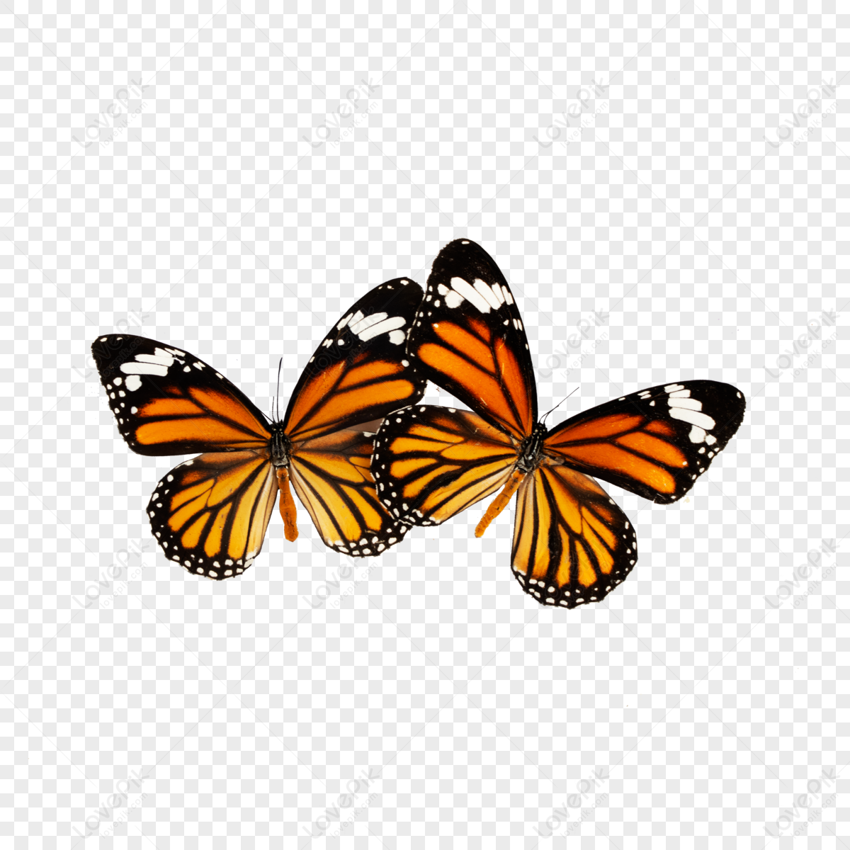 Two butterflies images hd pictures for free vectors download