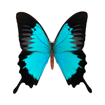 Pretty colorful butterfly illustration png transparent images free download vector files