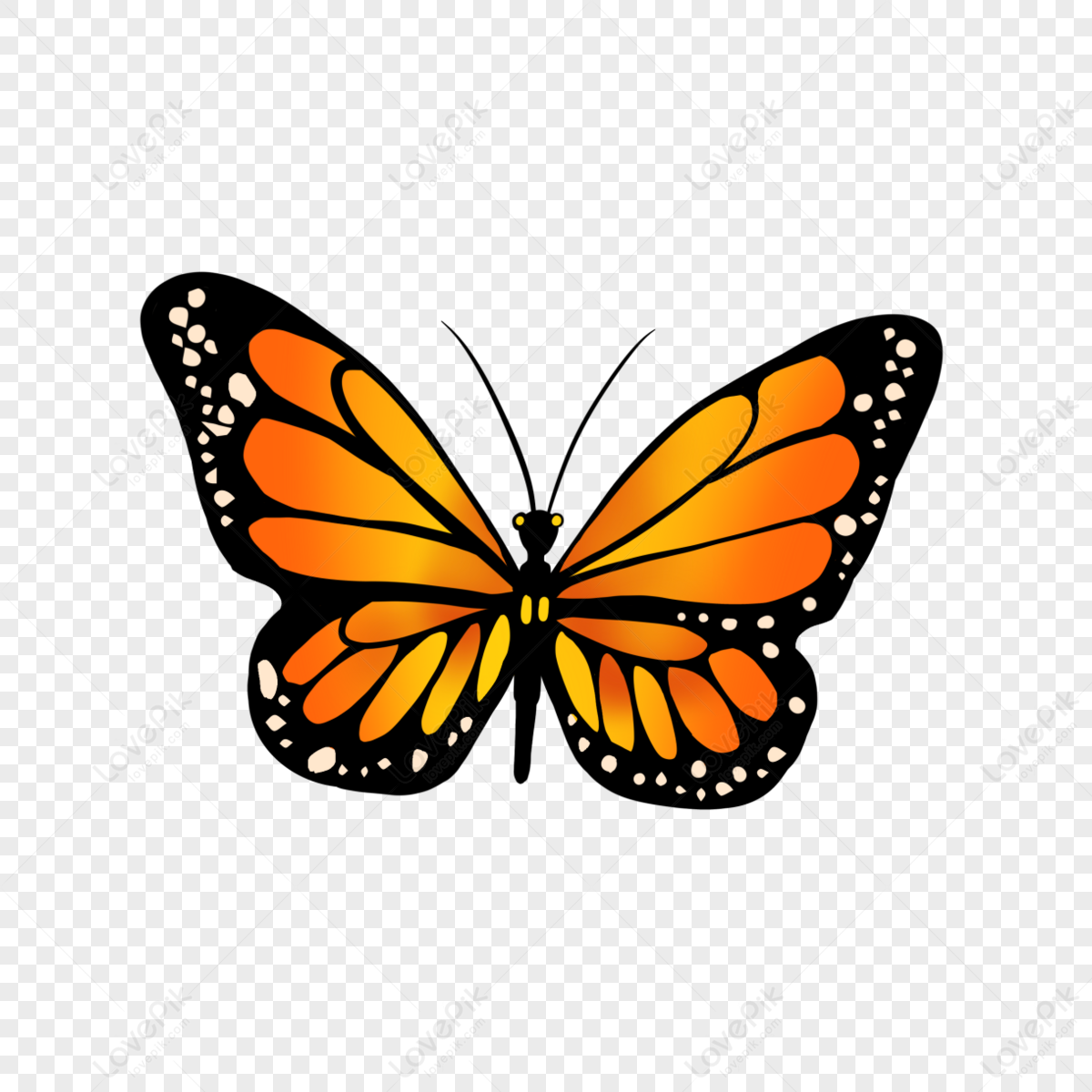 Orange butterfly png images with transparent background free download on