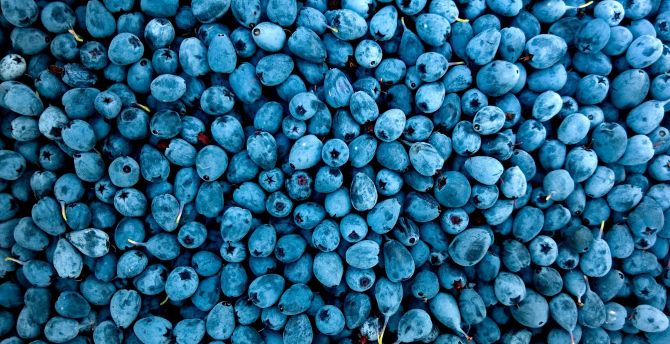 Wallpaper abundance fruit blueberries desktop wallpaper hd image picture background add