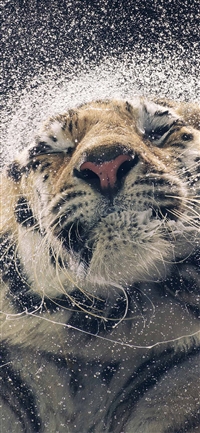 Latest animal iphone x hd wallpapers