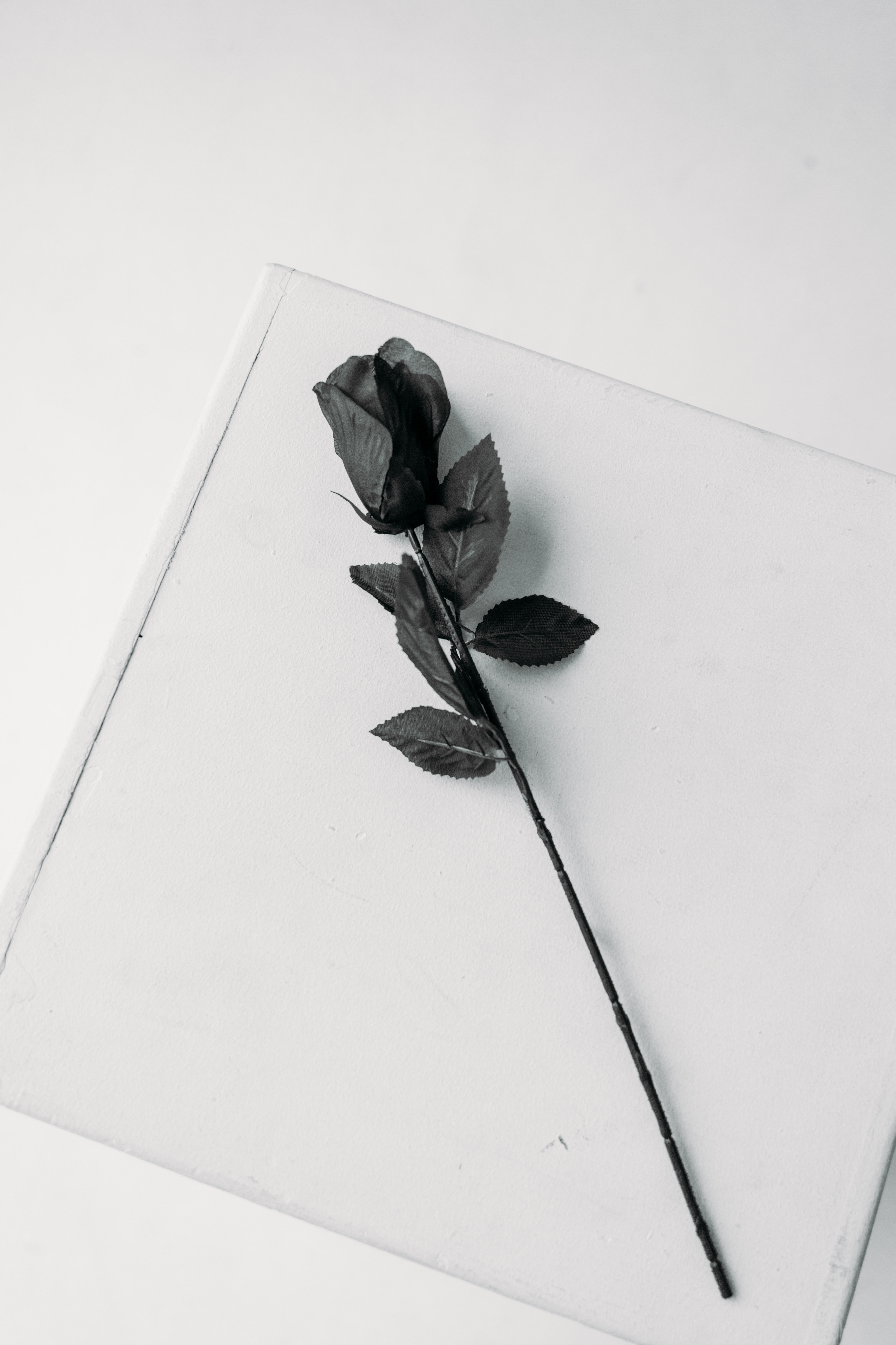 Black rose photos download the best free black rose stock photos hd images