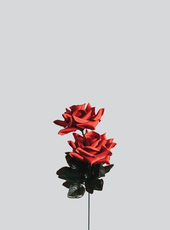 Red and black roses pictures photos and images for facebook tumblr pinterest and twitter