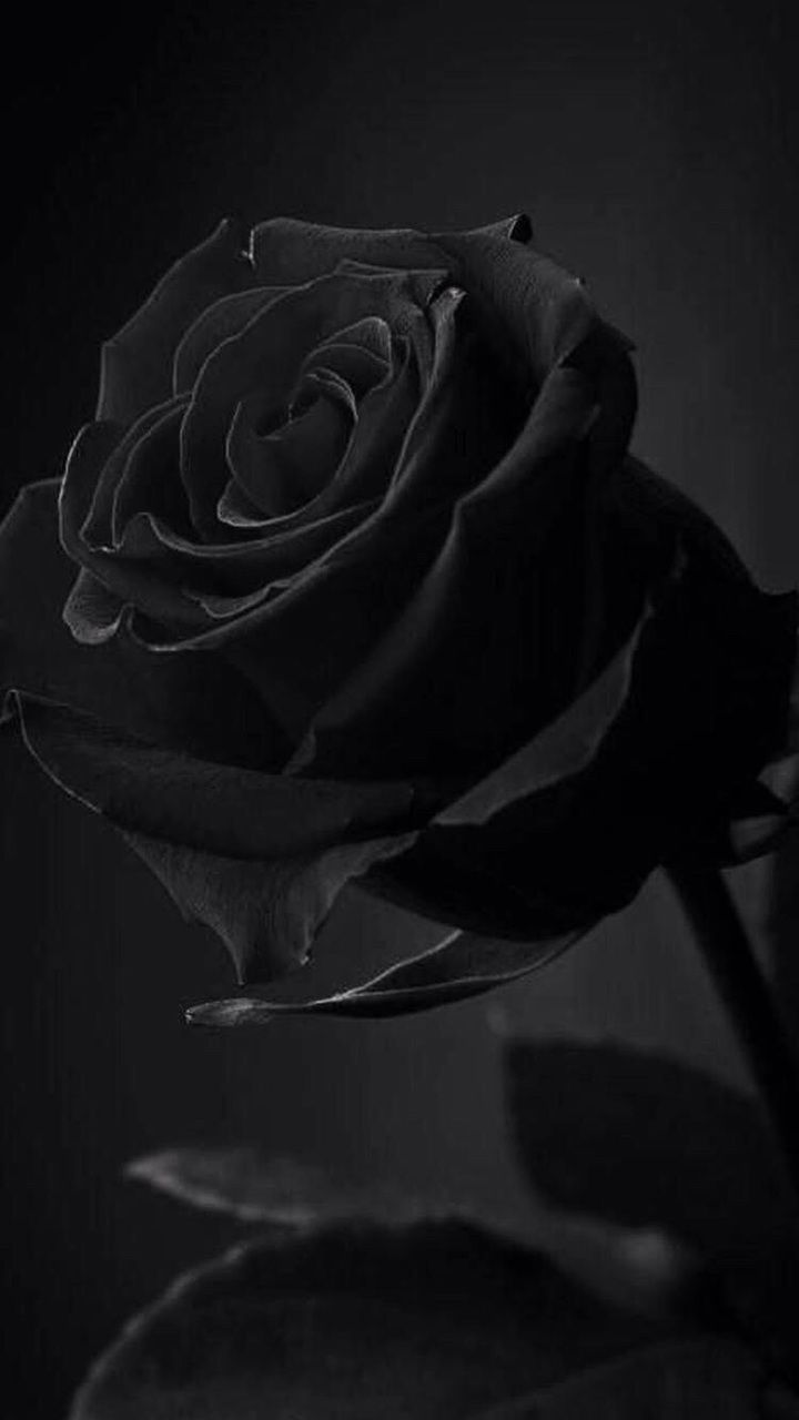 Discover and share the most beautiful images from around the world aesthetic roses black flowers black roses wallpaper