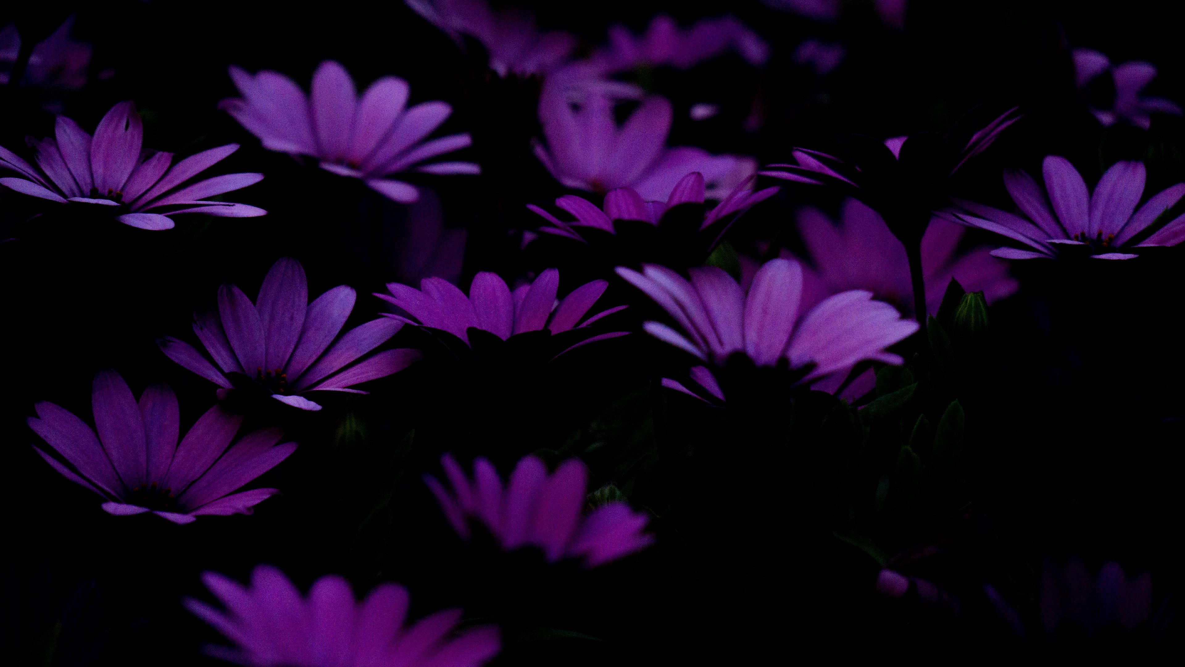 Download Free 100 + aesthetic flowers purple Wallpapers