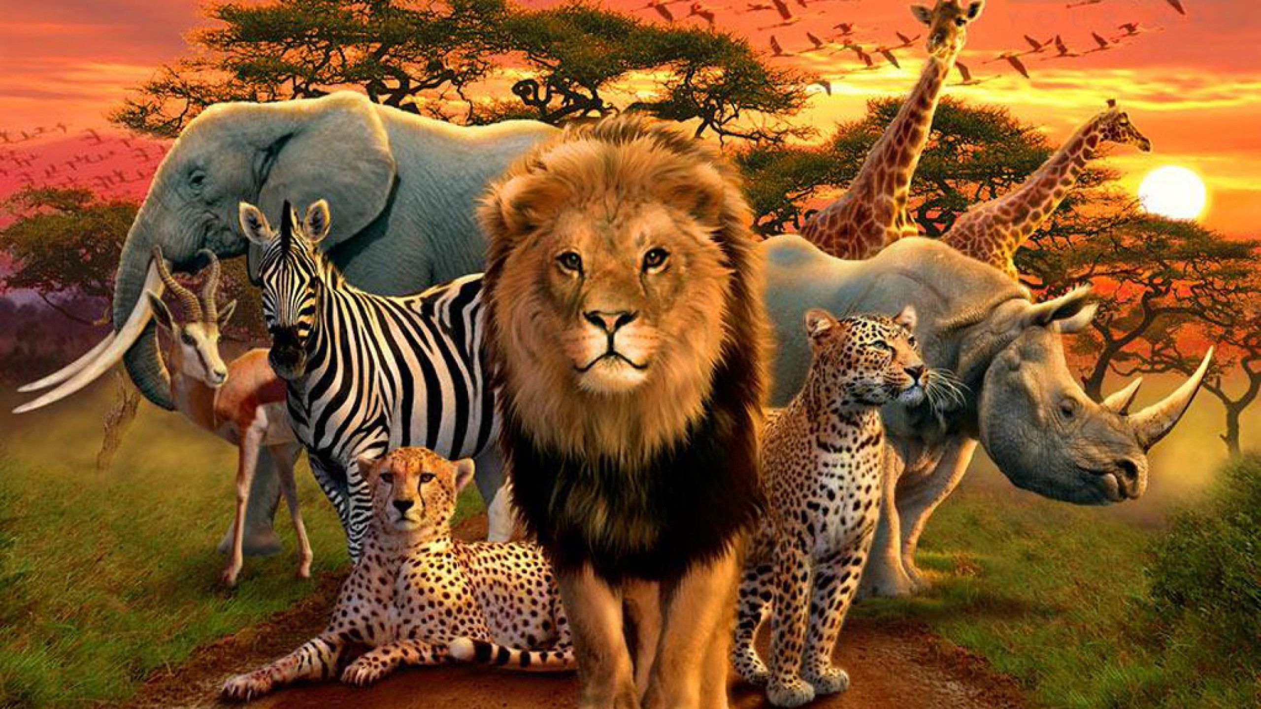 African animal desktop wallpapers