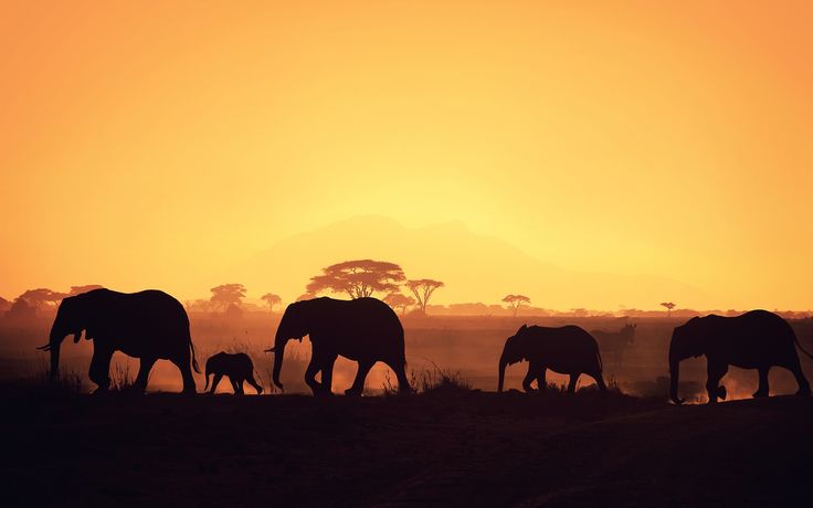 Full hd p africa wallpapers hd desktop backgrounds x africa silhouette elephant african elephant
