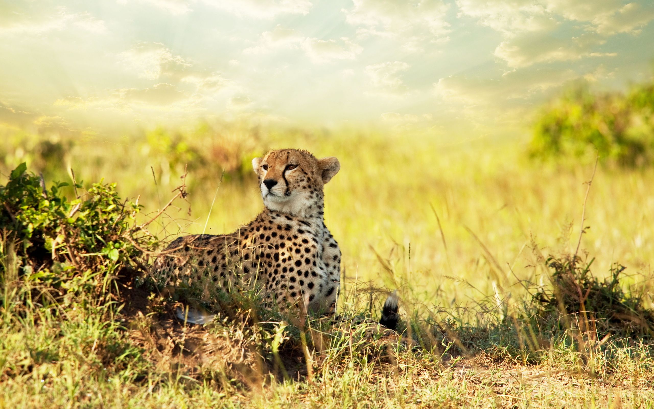 Cheetah savanna africa hd wallpaper