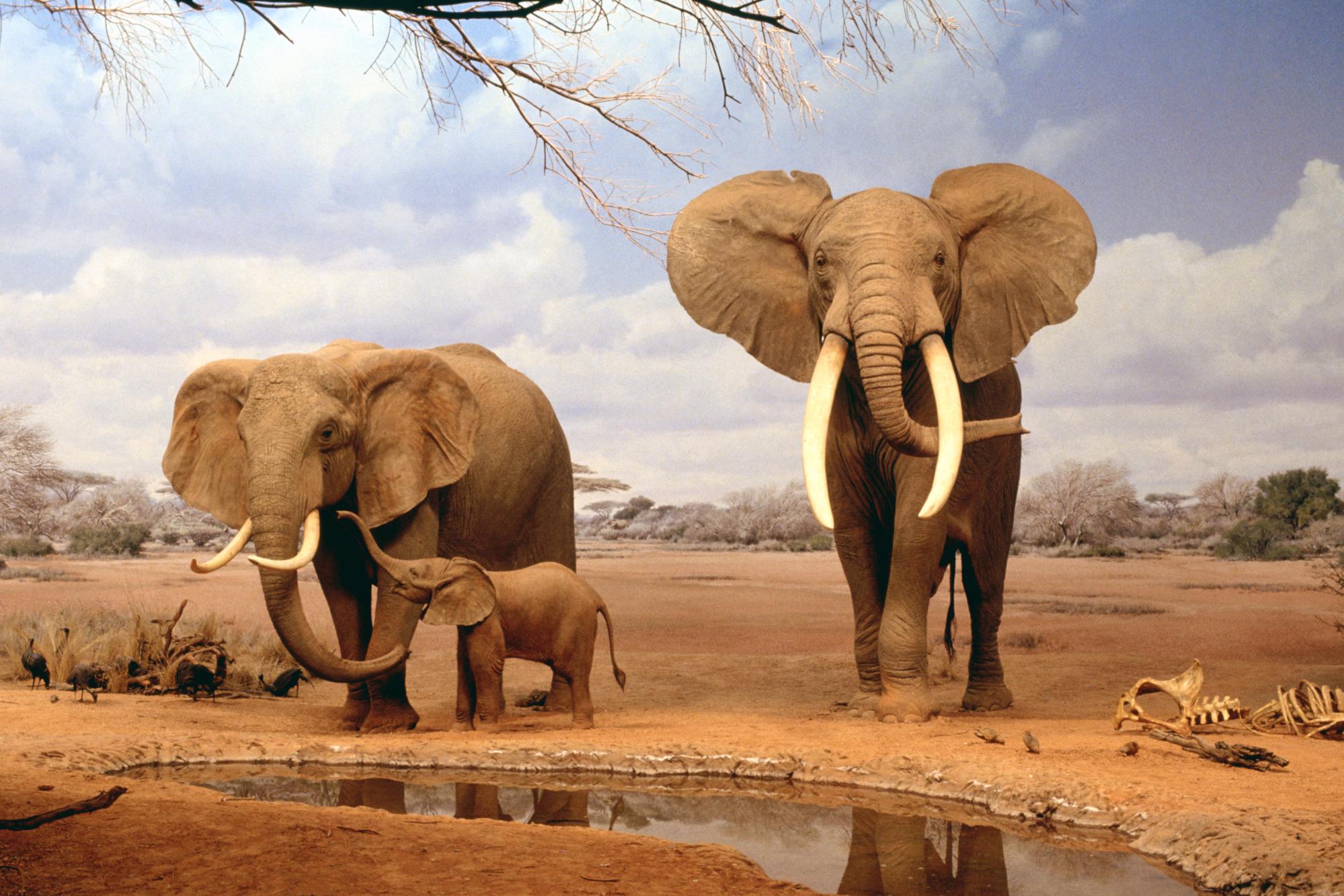 African wildlife desktop wallpaper