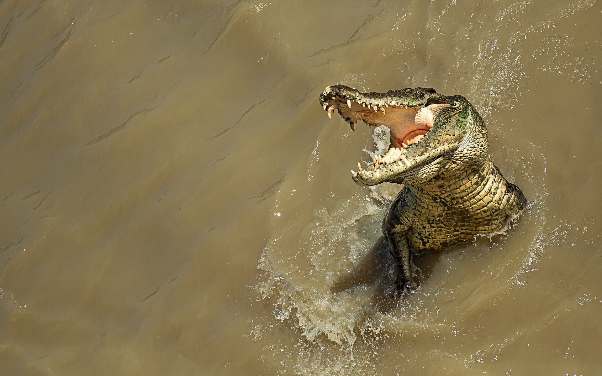 Alligator hintergrundbilr fãr n sktop kostenlose alligator bilr und hintergrãn fãr pc herunterlan org