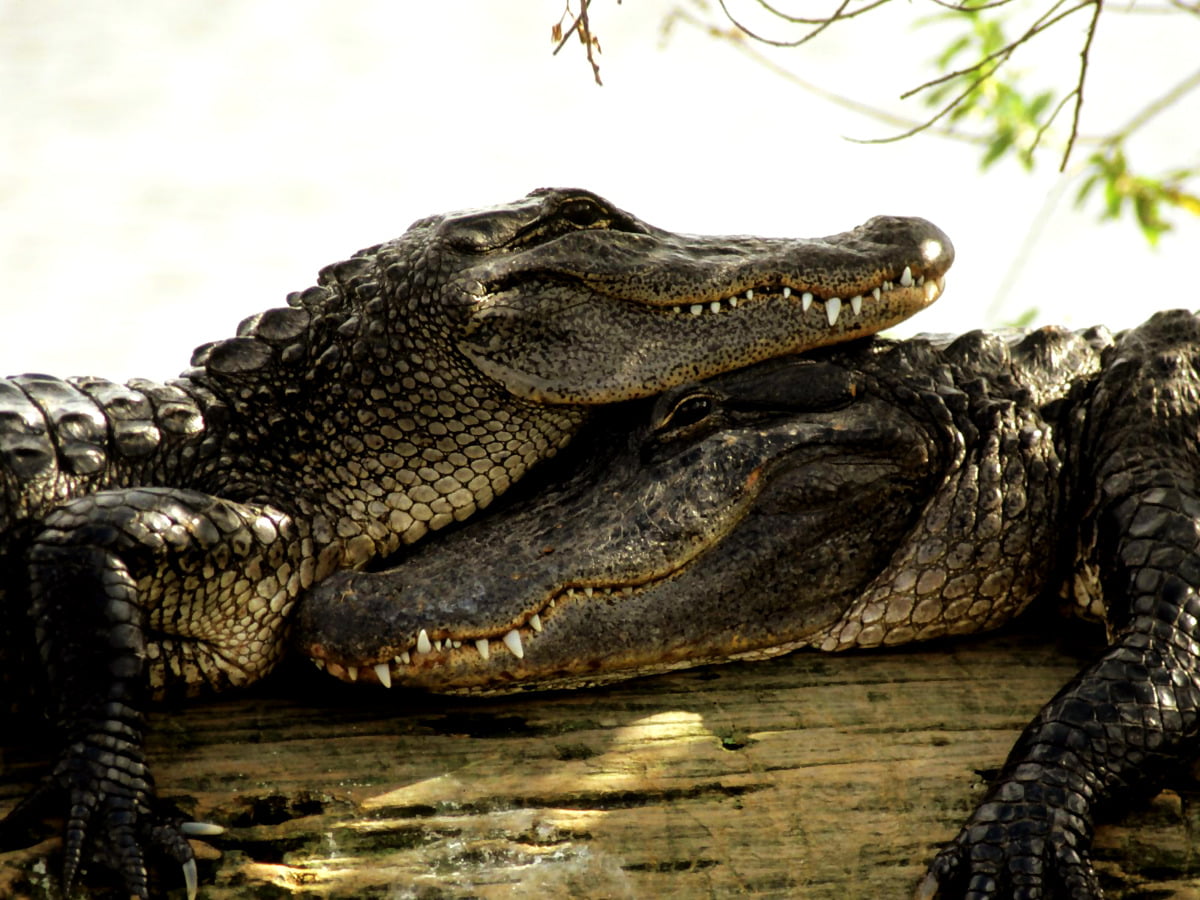 Alligator wallpapers hd download free backgrounds