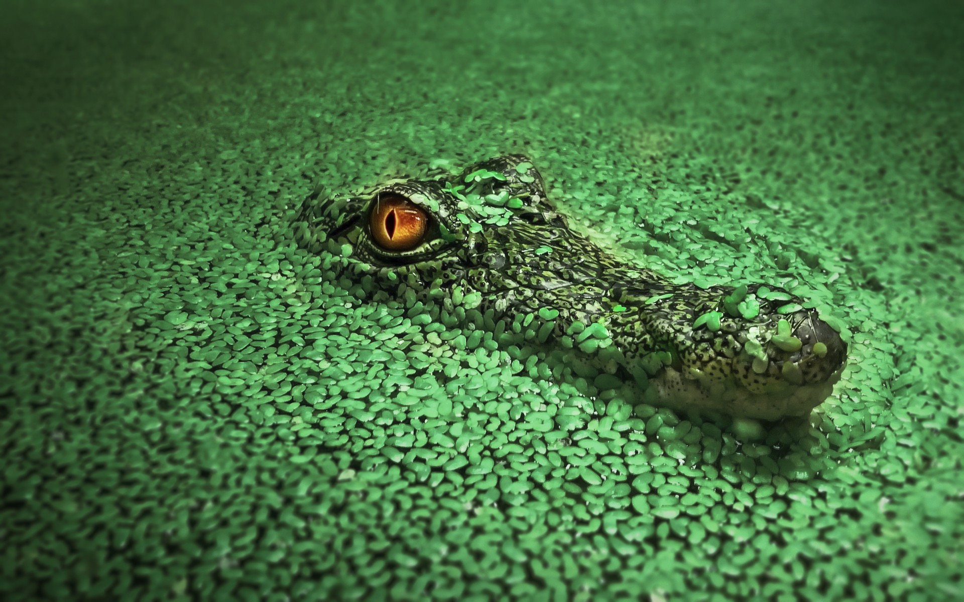 Crocodile hd papers and backgrounds