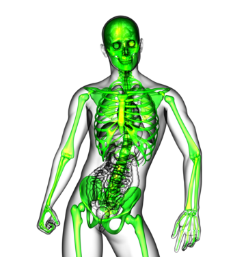 Skeleton arm png transparent images free download vector files