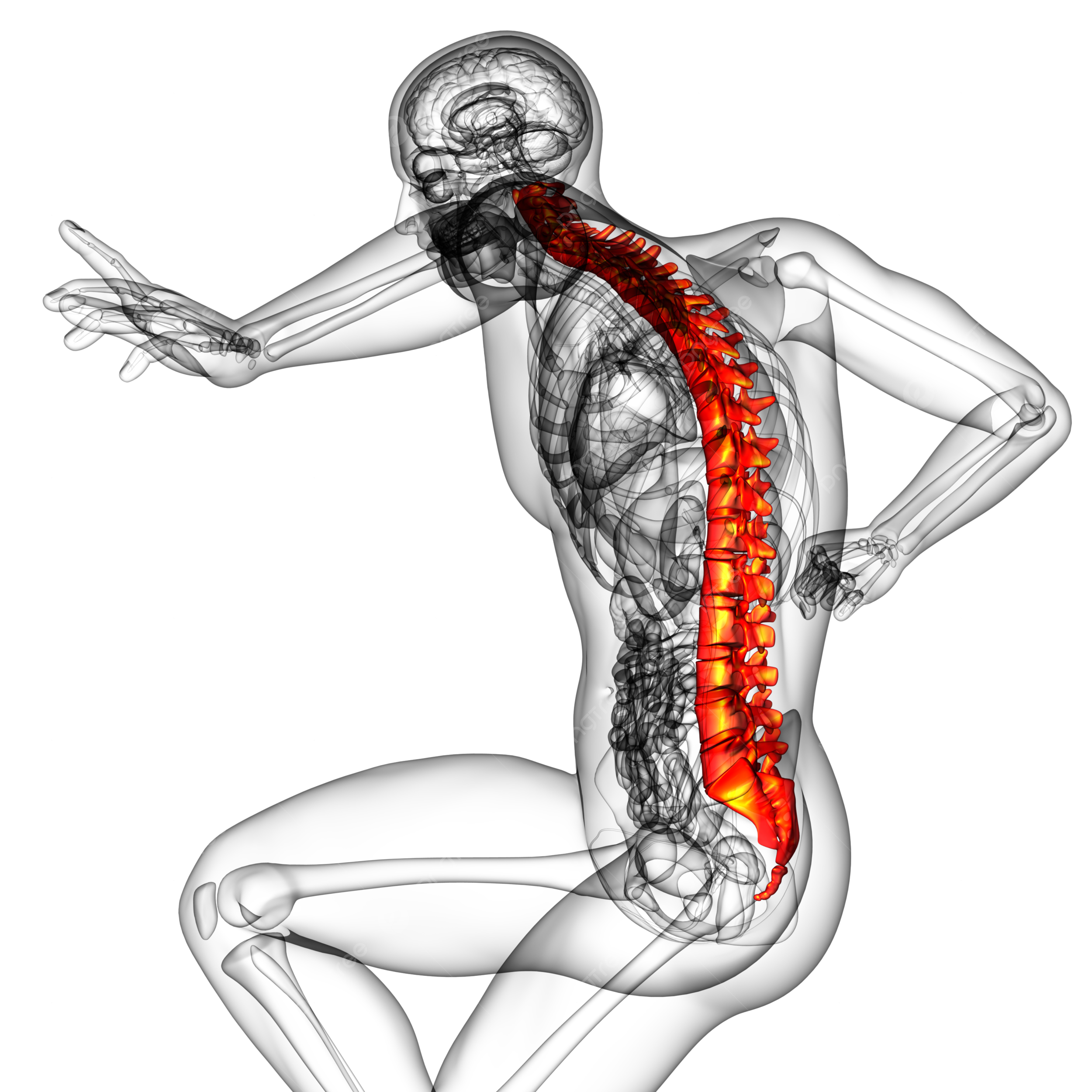 Human spine png transparent images free download vector files