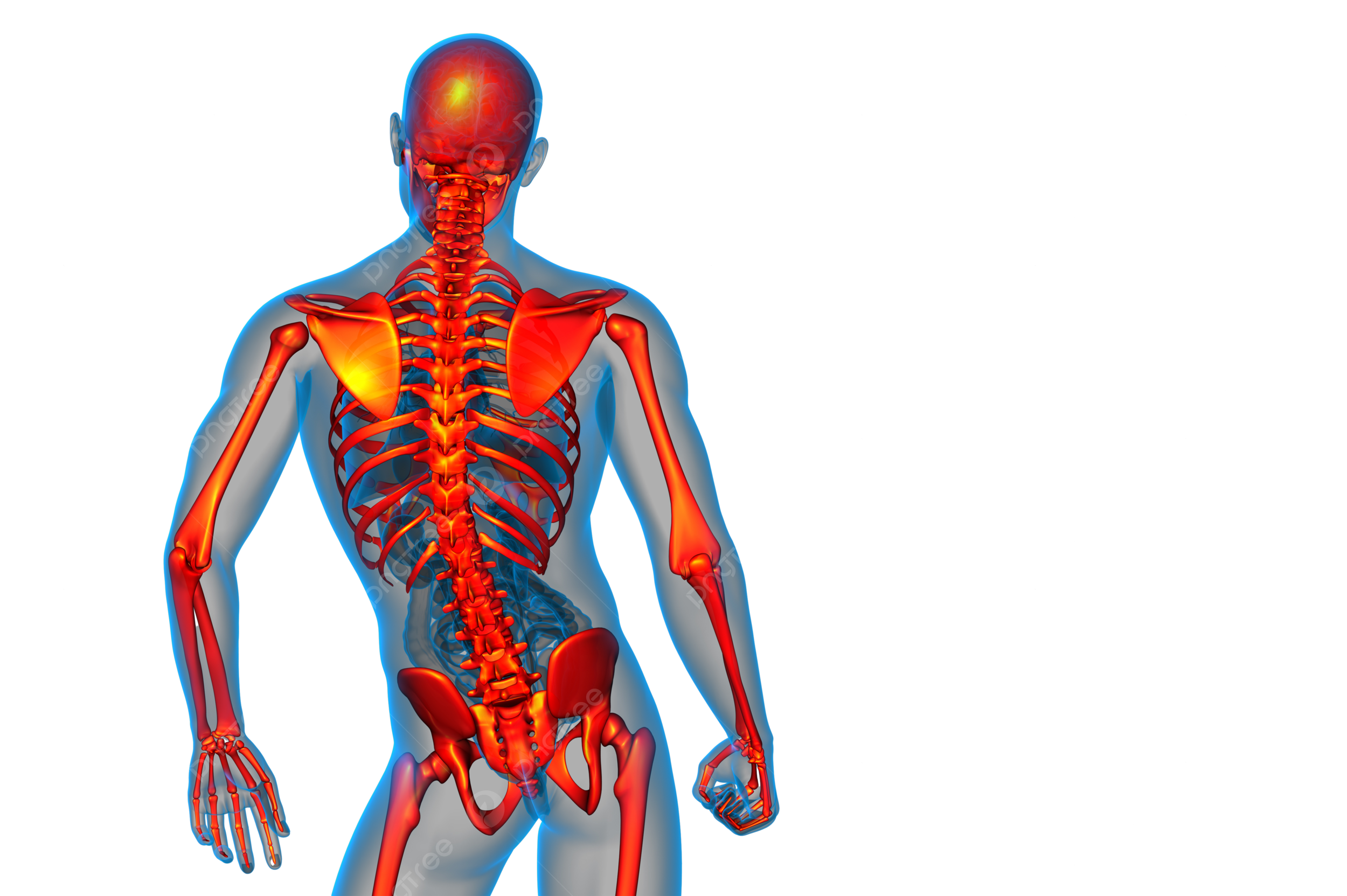 Skeletal png transparent images free download vector files