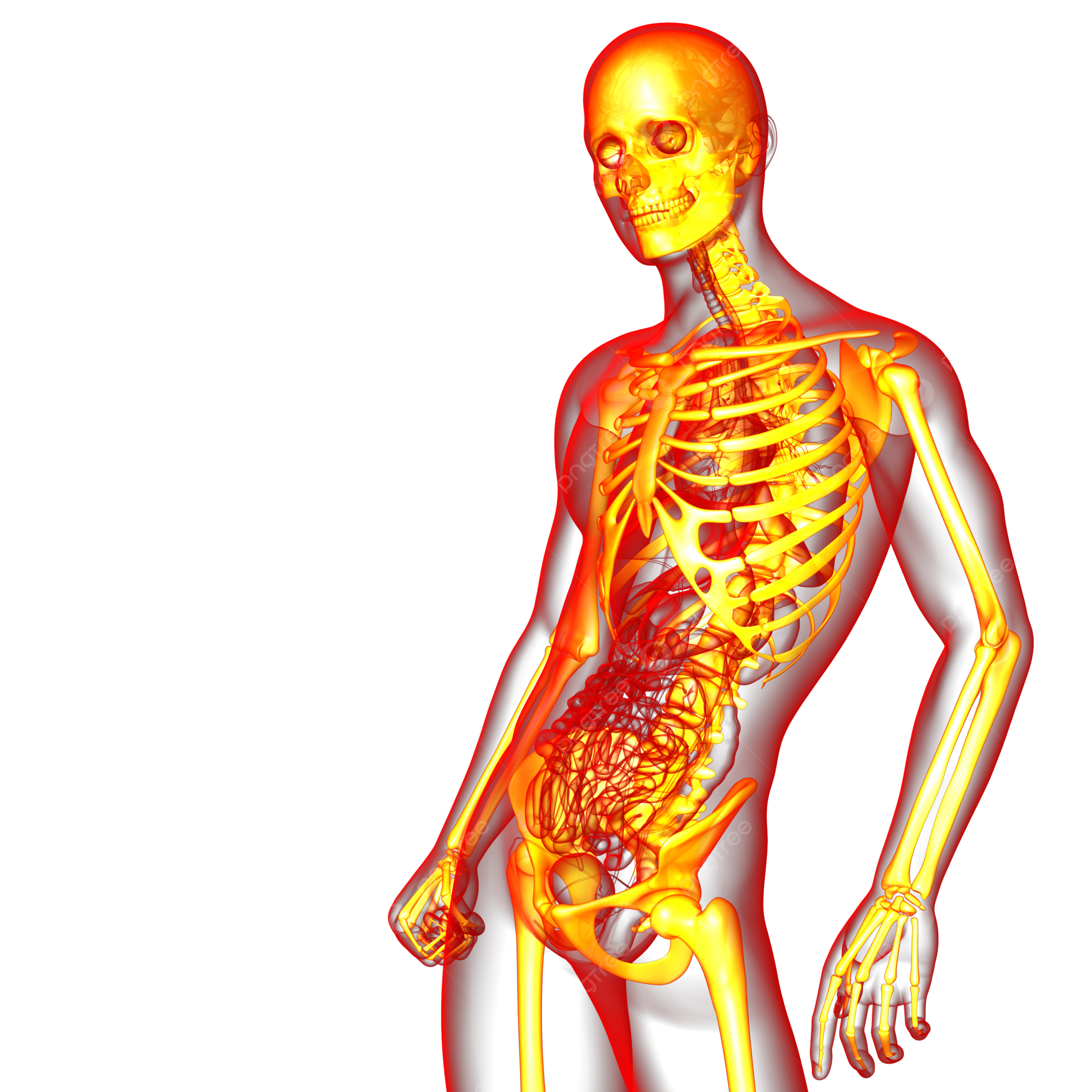 Skeletal png transparent images free download vector files