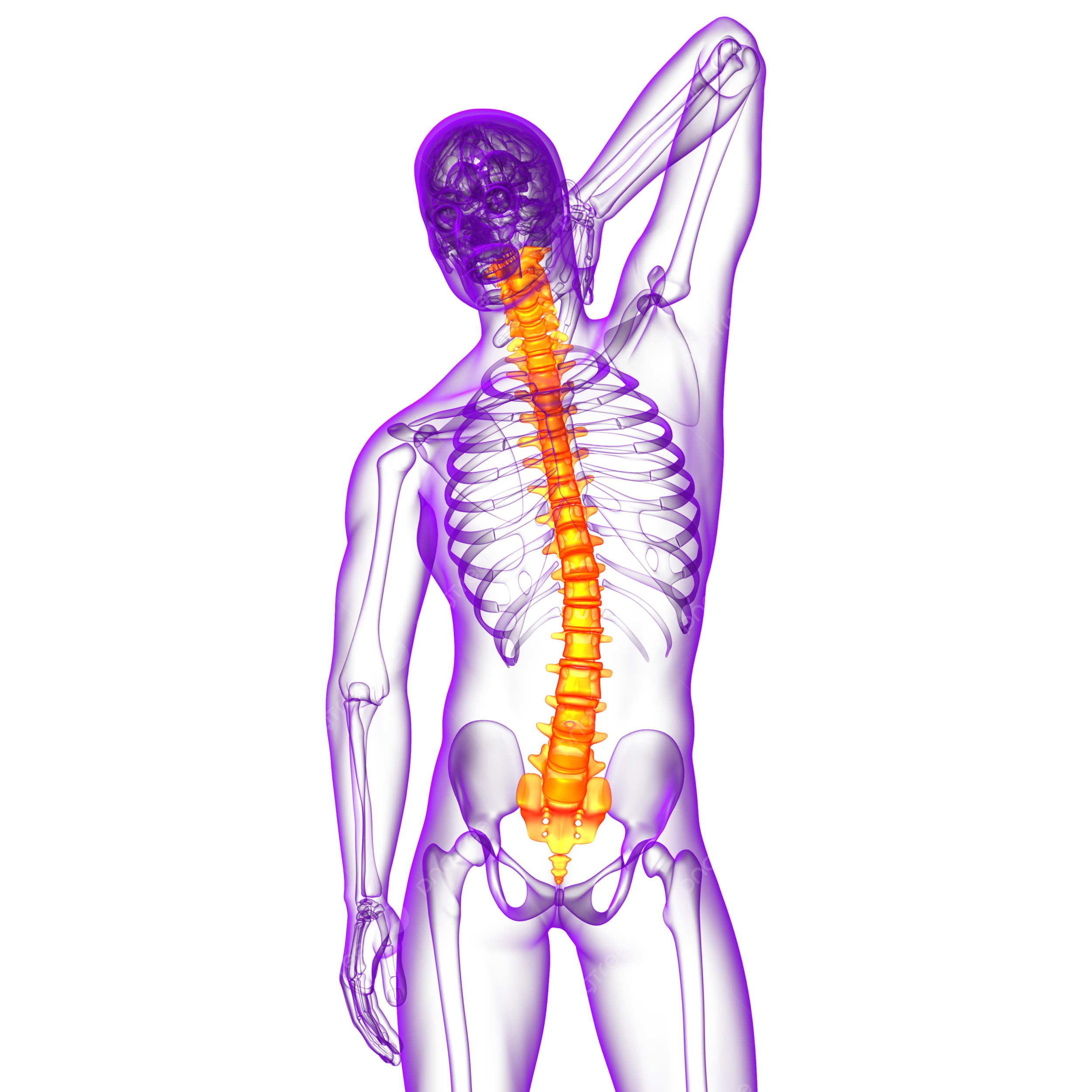 Human spine png transparent images free download vector files