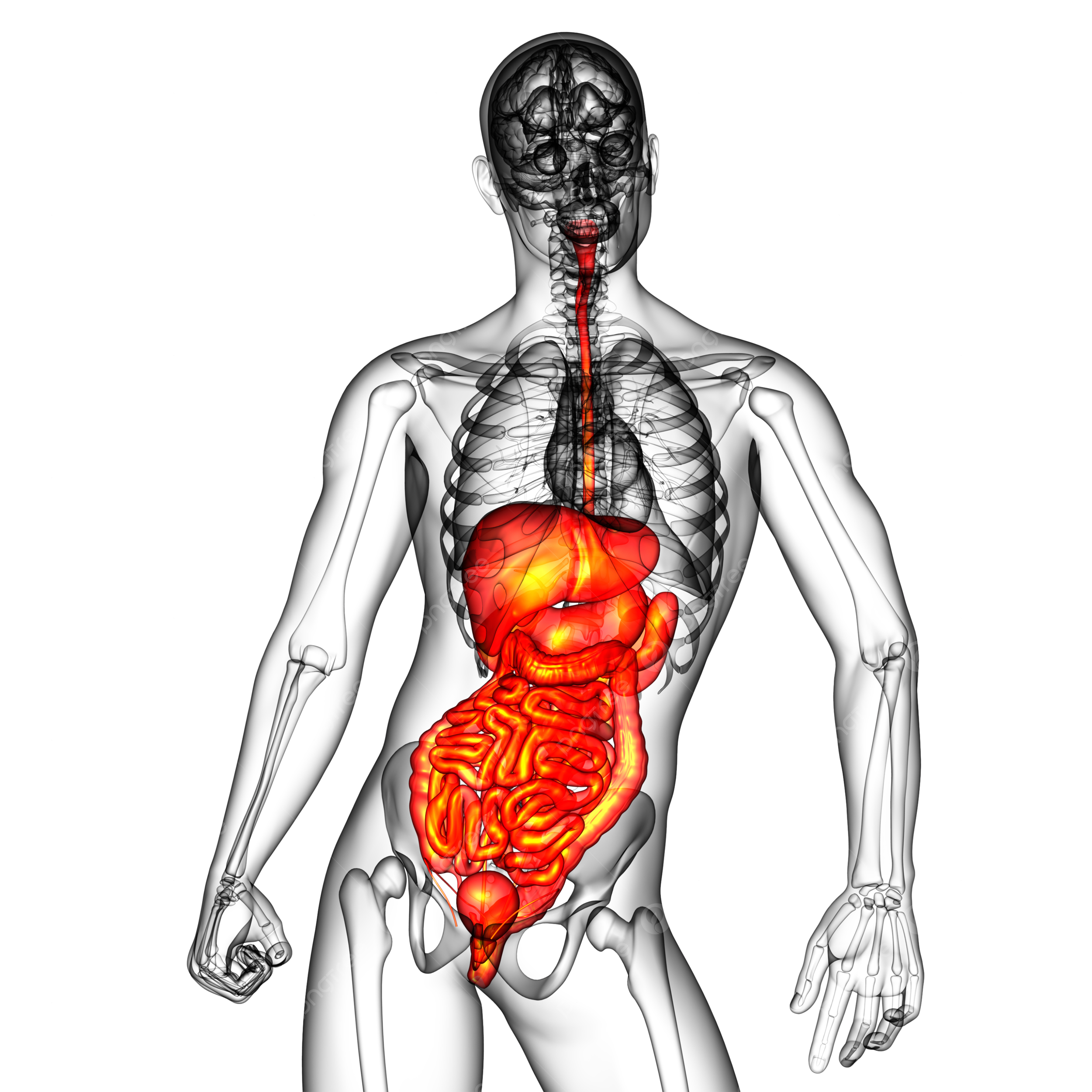 Digestive system png vector psd and clipart with transparent background for free download