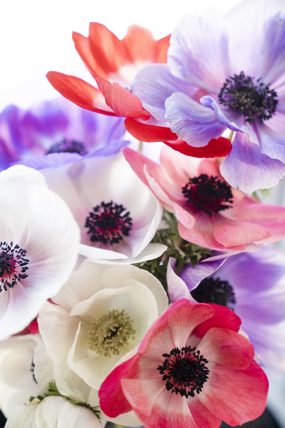 Anemone flower pictures download free images on