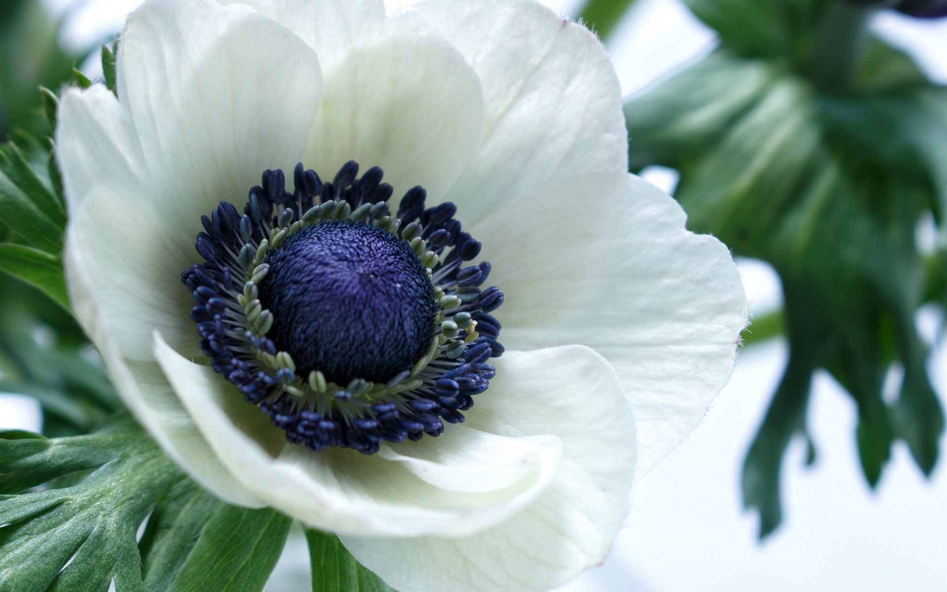 White anemone flower macro photography x iphone s wallpaper background picture image