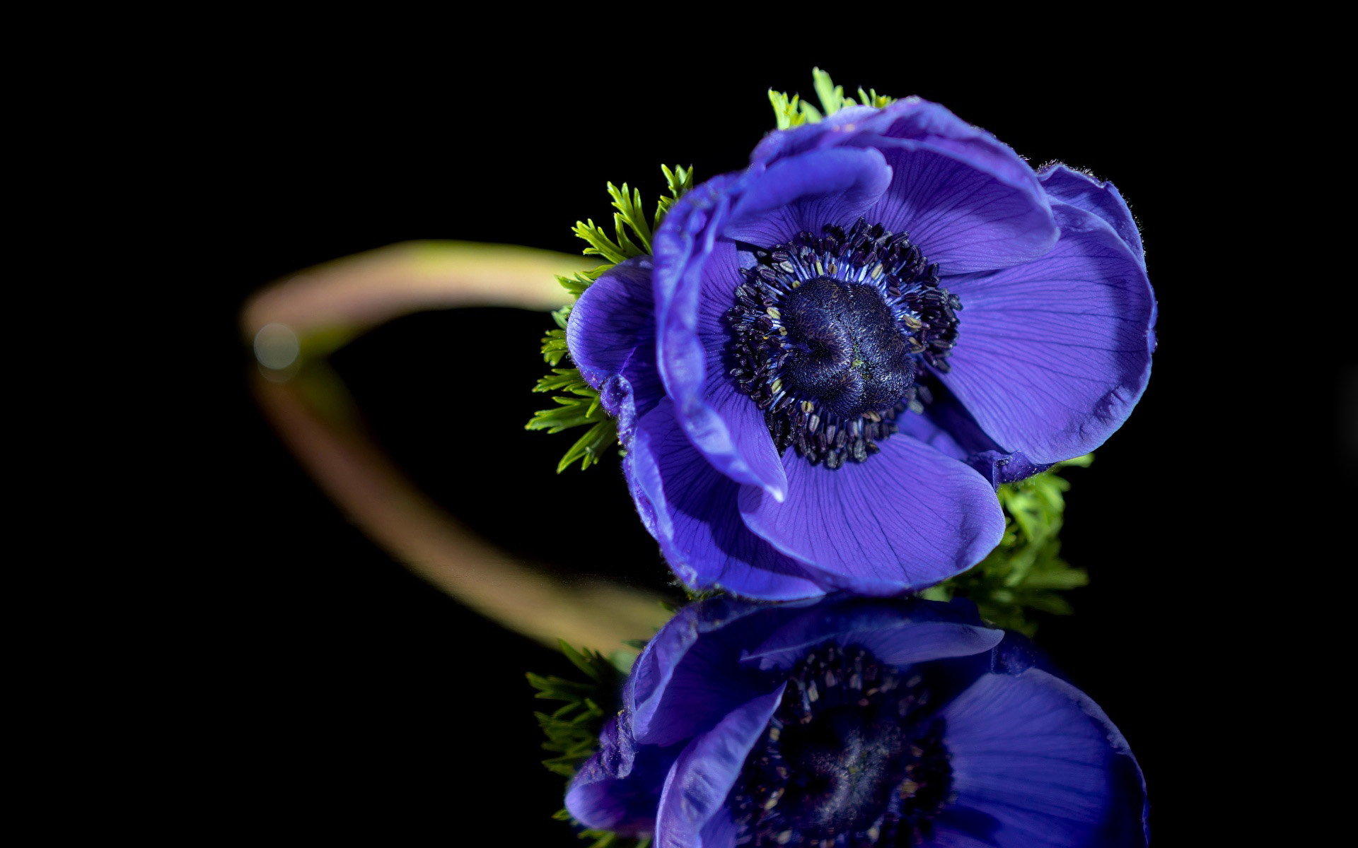 Anemone hd reflection blue flower flower