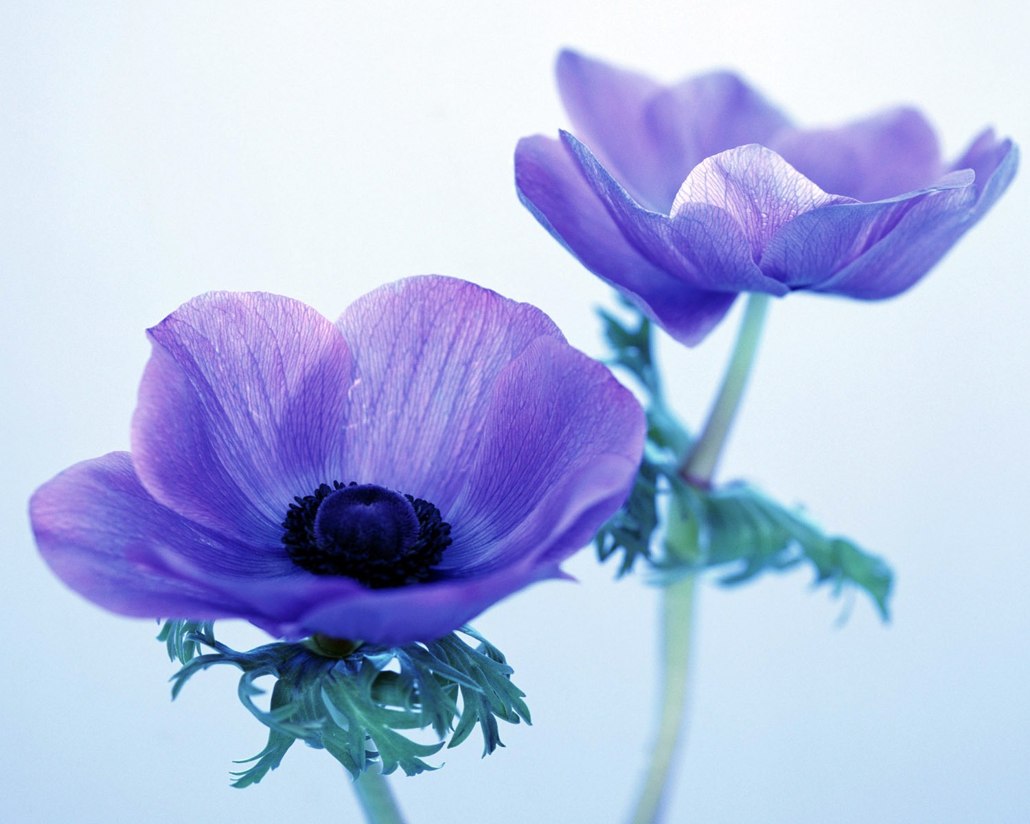 Photo flowers anemone