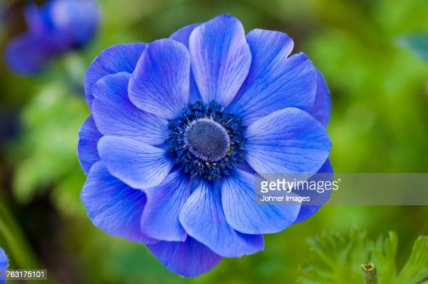 Anemone flower photos and premium high res pictures