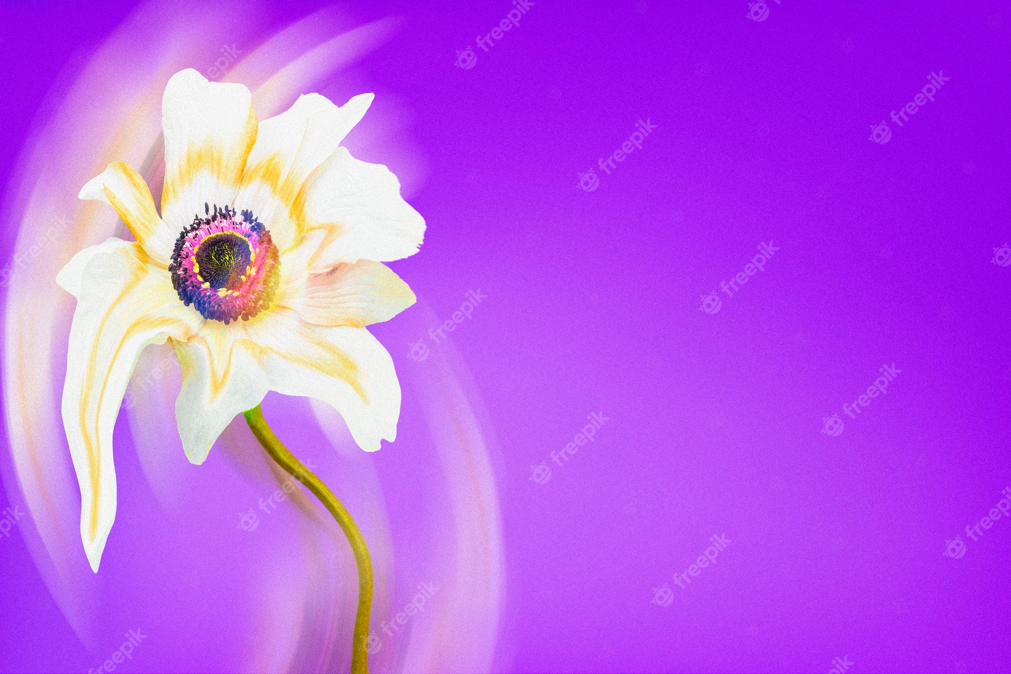Free photo aesthetic background purple wallpaper white anemone flower trippy abstract design