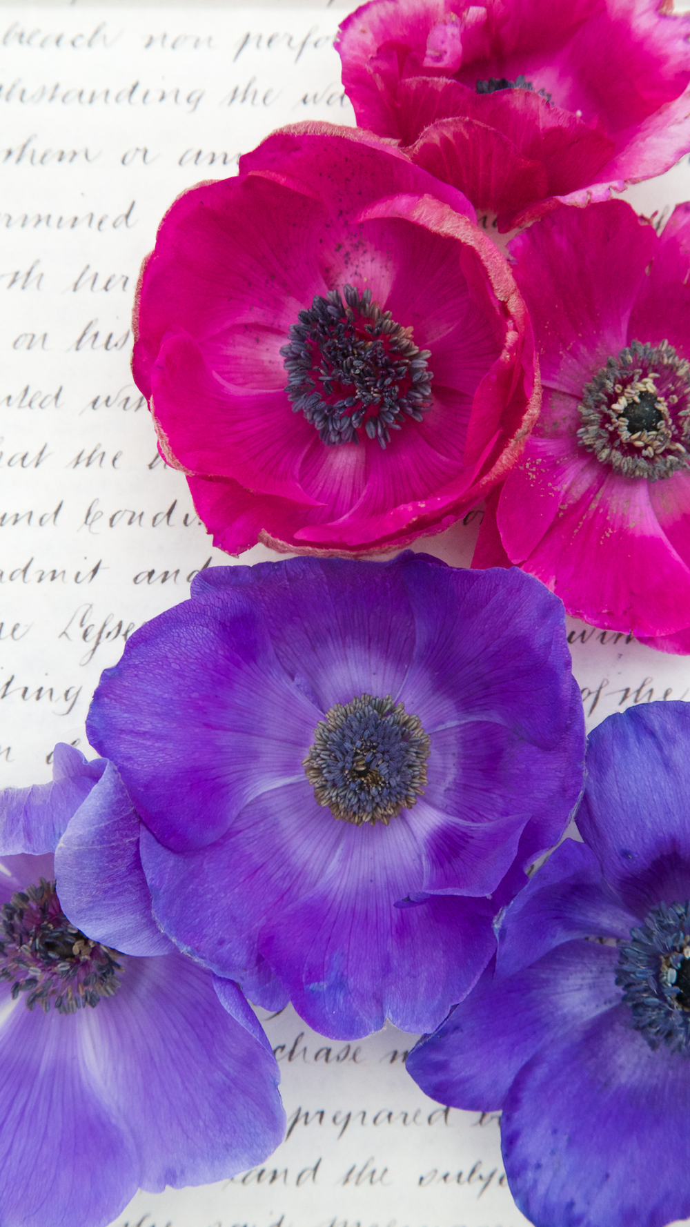 Free winter botanical phone wallpapers â ranunculus and anemone collection â photo backdrops uk from capture by lucy