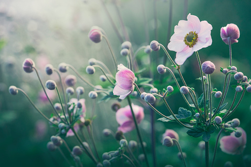 Anemone flowers in bloom stock photo