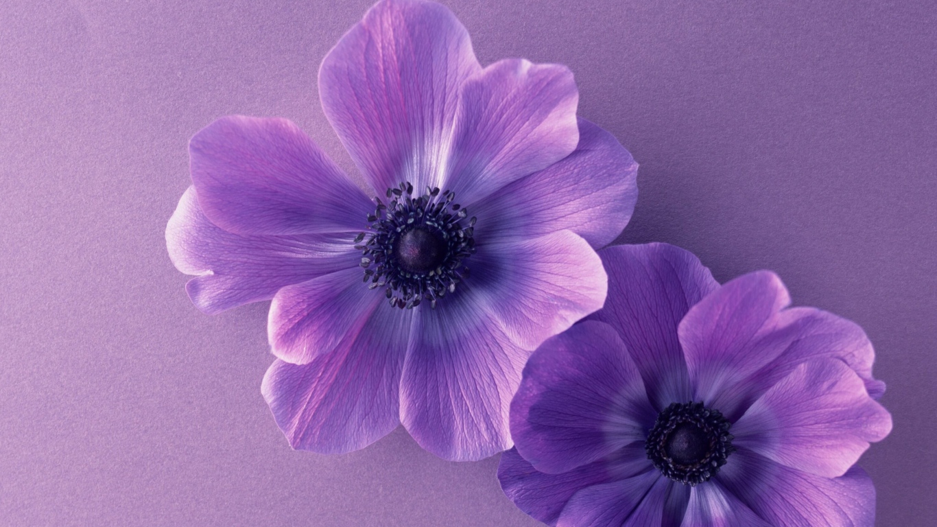 Two purple anemone flowers desktop wallpapers x