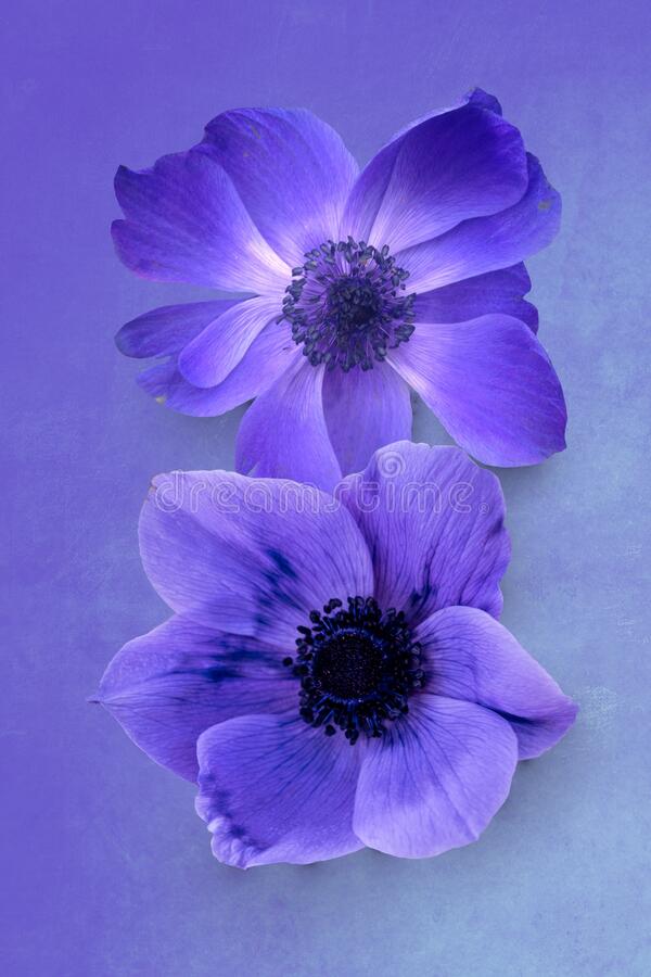 Beautiful violet blue anemone flowers isolated on a vintage background stock photo