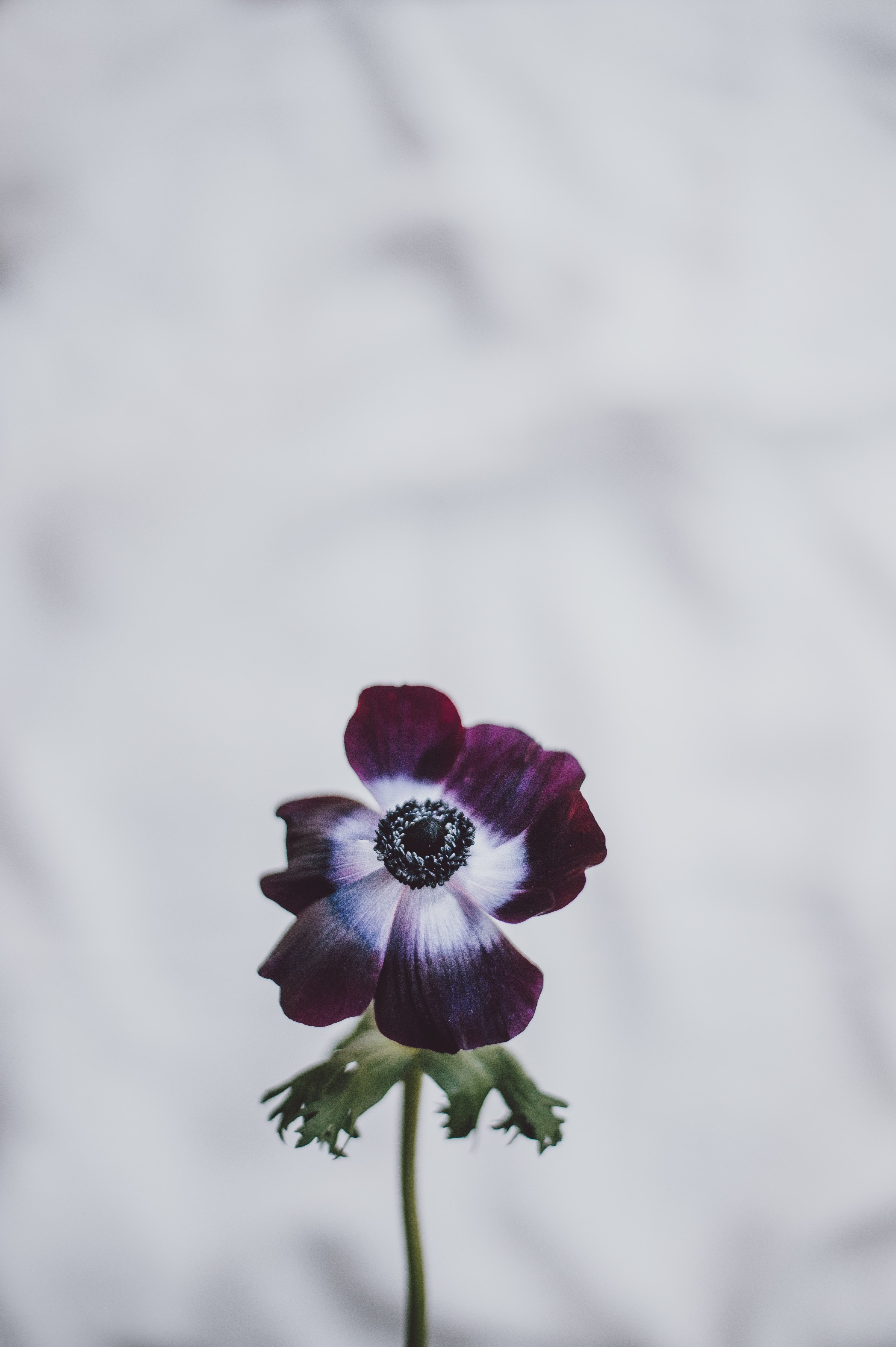 Wallpaper id anemone flower bloom k wallpaper free download