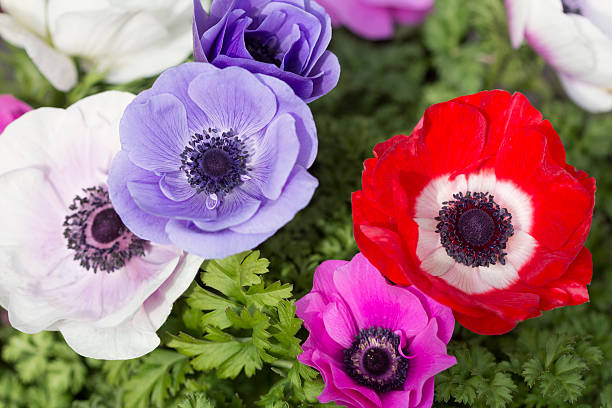 Anemone flower stock photos pictures royalty