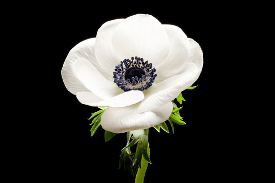 White anemone flower images â browse photos vectors and video