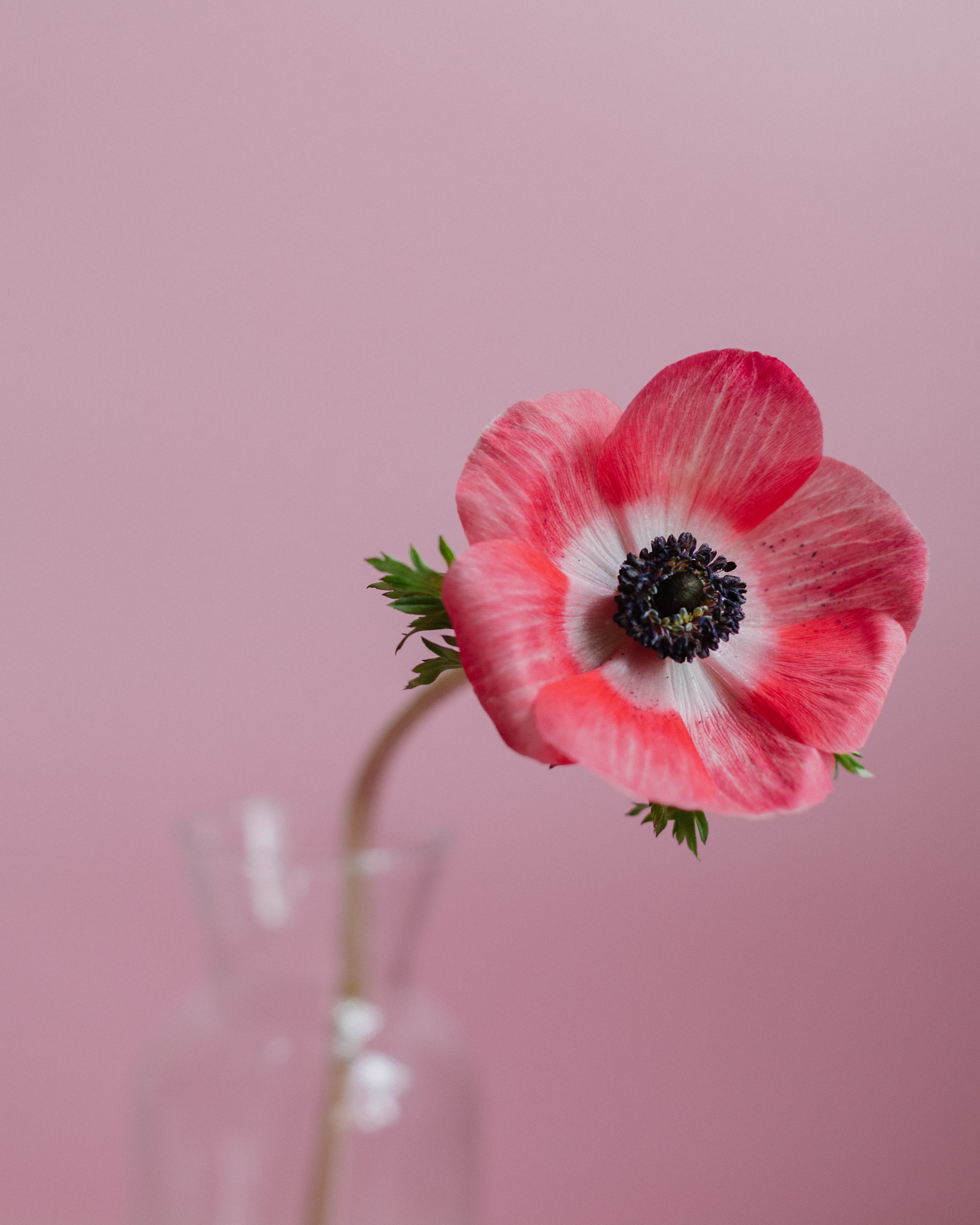 Anemone flower photos download the best free anemone flower stock photos hd images
