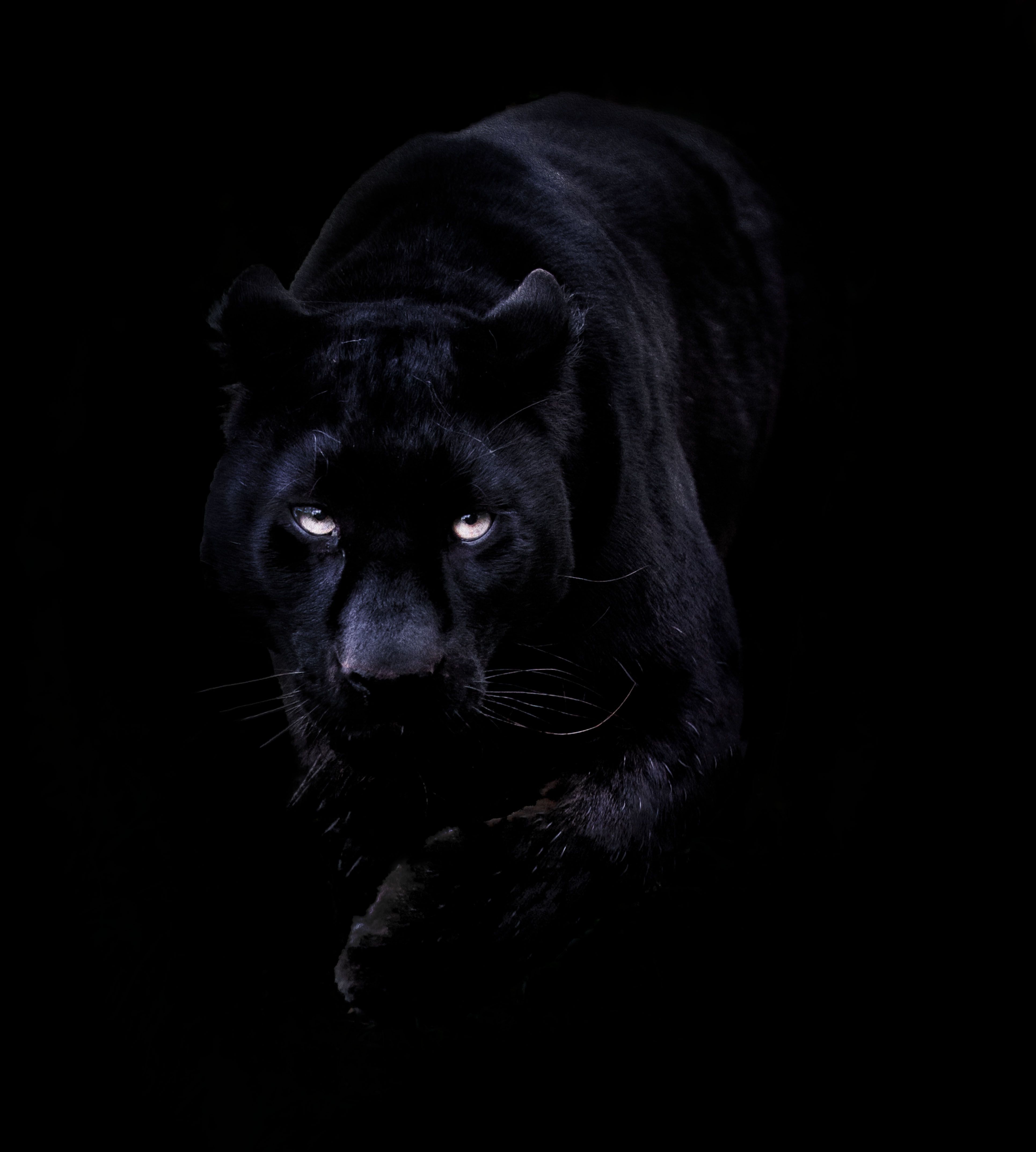 Black panther animal k wallpapers