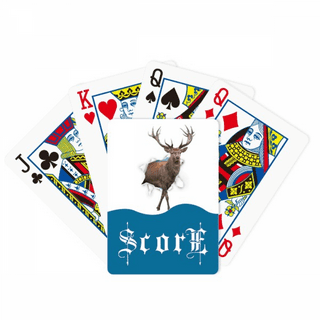 Card games animals nature accessories