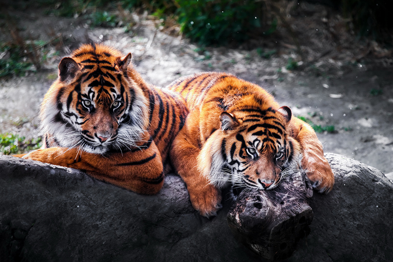 Picture tiger big cats animals