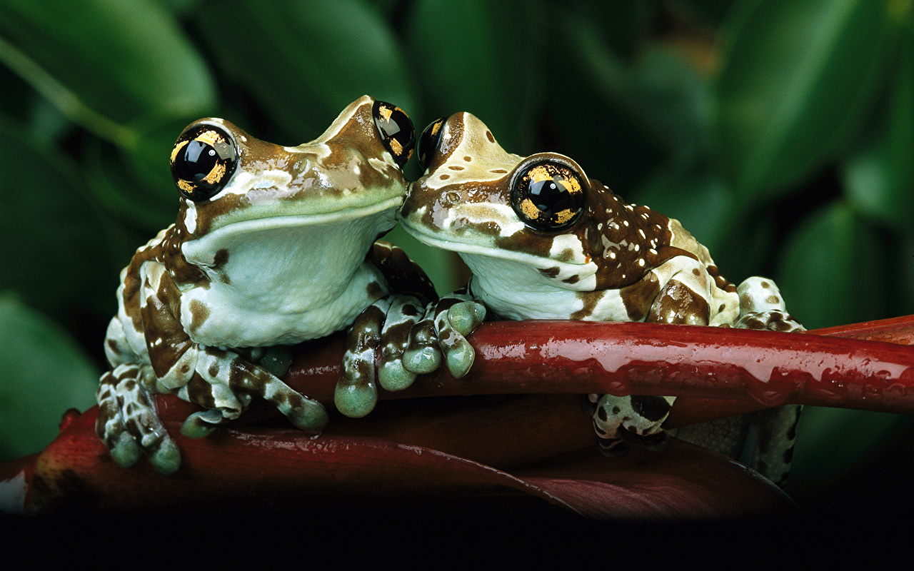Desktop wallpapers frogs animals