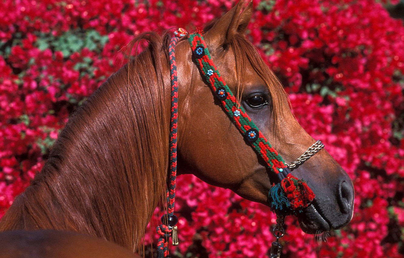 Wallpaper flowers red horse foliage horse images for desktop section ððððñðñðµ