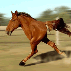 Download animated horse mobile wallpaper mobile toones