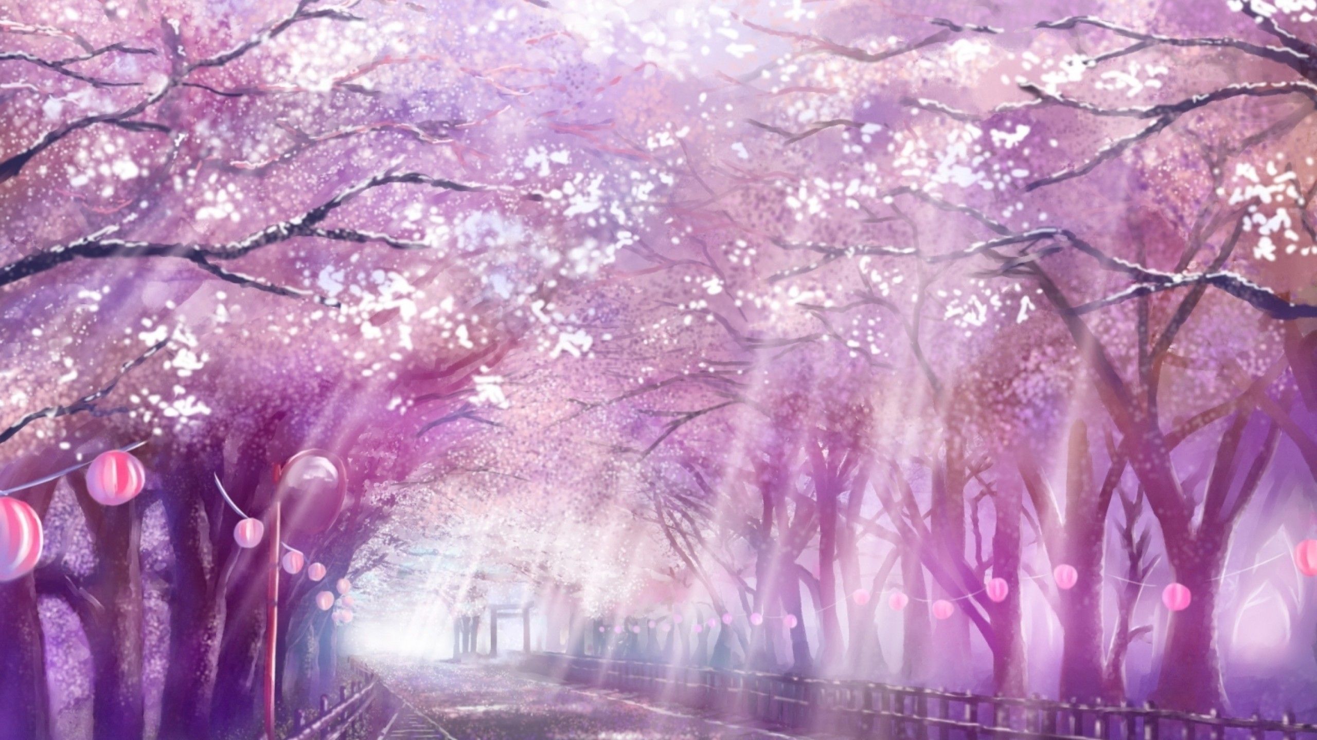 Anime cherry blossom k wallpapers