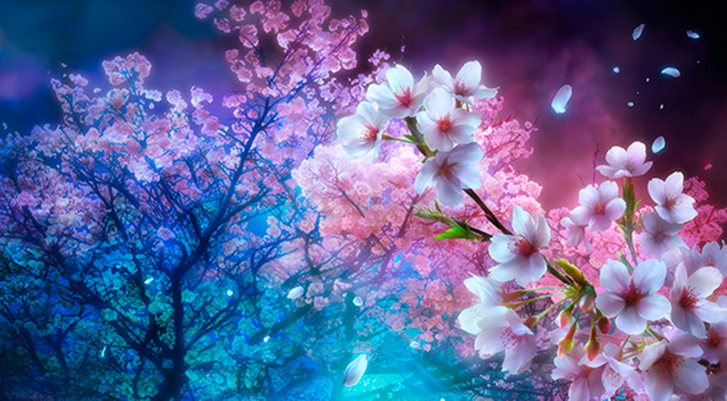 Free download cherry blossoms x for your desktop mobile tablet explore japanese cherry blossom desktop wallpaper cherry blossom background cherry blossom wallpaper cherry blossom backgrounds