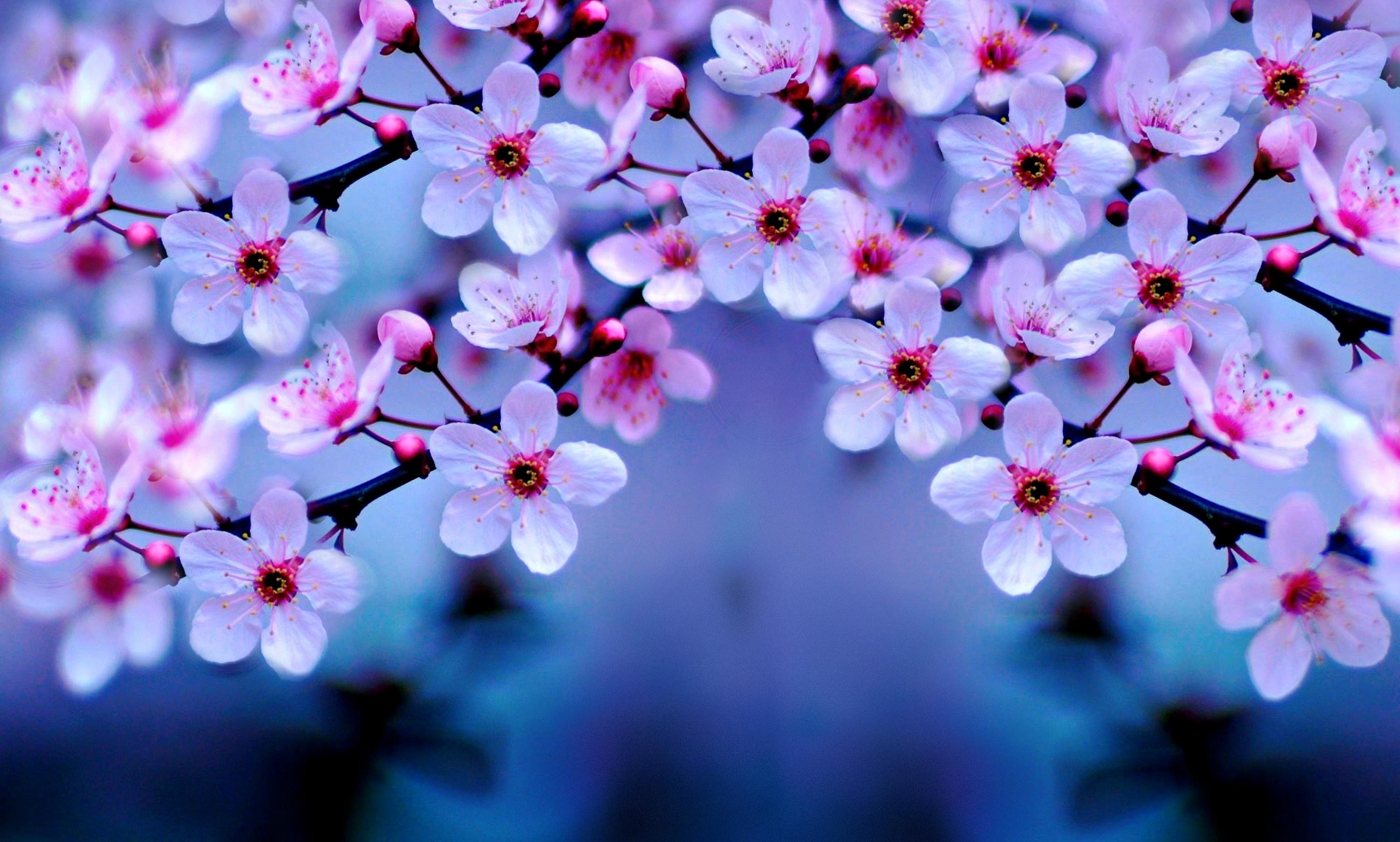 Cherry blossom wallpapers pictures