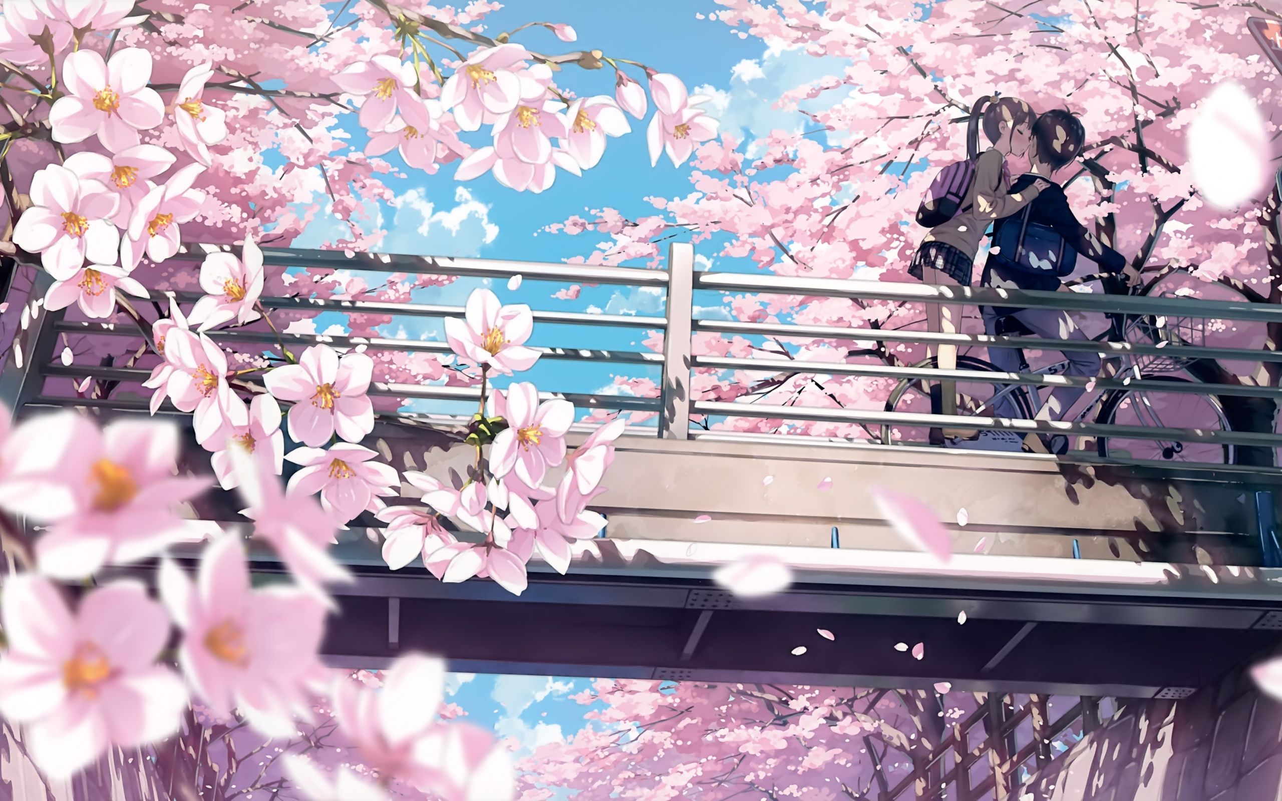 Cherry blossom anime k wallpapers
