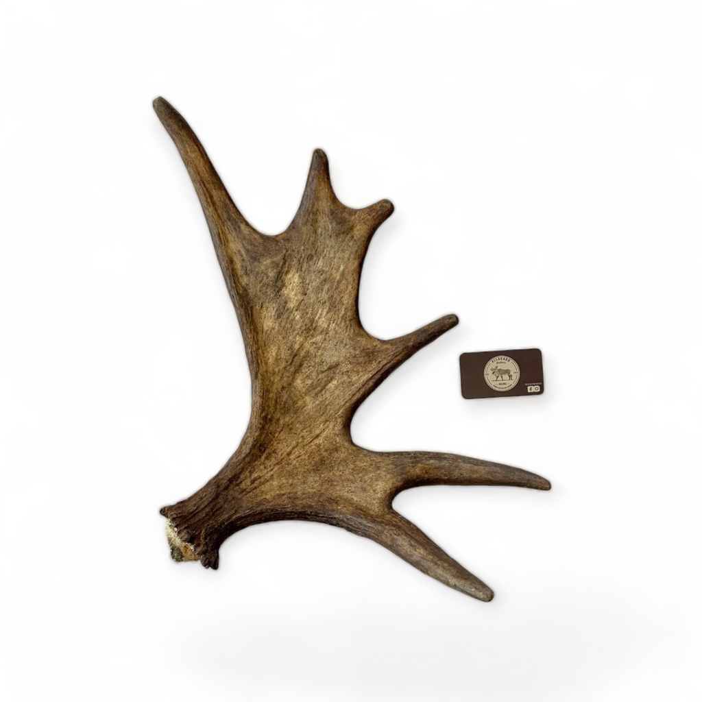 Products â allagash antlers