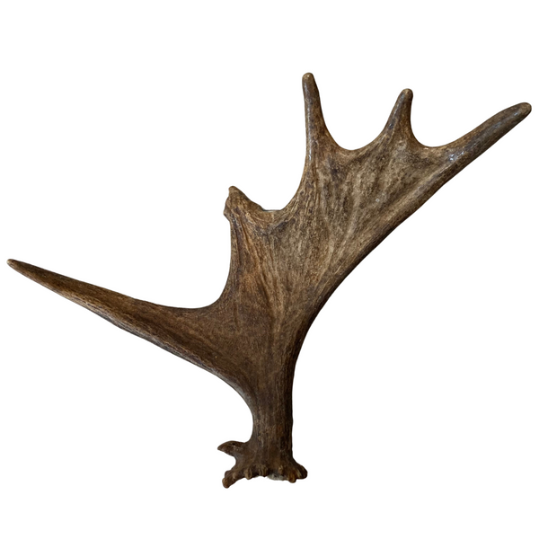 Whole moose antlers chewy pawz full moose paddles