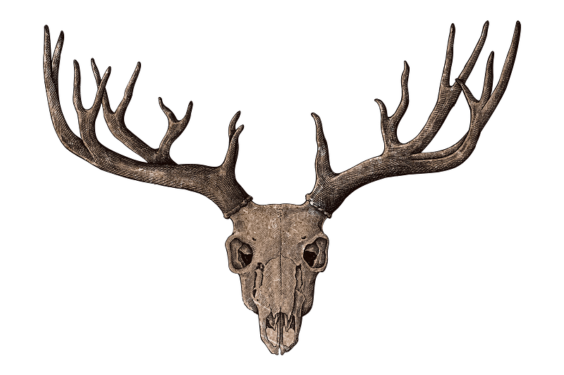 Deer skull png images free photos png stickers wallpapers backgrounds